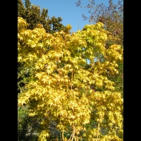 Acer palmatum cv Katsura (fam Aceracees) (2)